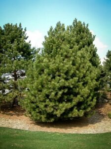 Сосна Чёрная (Pinus Nigra) купить по цене от 270.00р. в интернет-магазине «Посадика» с доставкой почтой в в Сусумане и по всей России – [изображение №1].