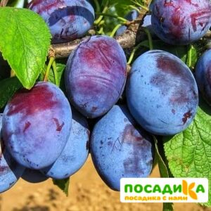 Слива Чачакская ранняя купить по цене от 229.00р. в интернет-магазине «Посадика» с доставкой почтой в в Сусумане и по всей России – [изображение №1].