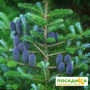 Пихта корейская (Abies koreana) купить по цене от 450.00р. в интернет-магазине «Посадика» с доставкой почтой в в Сусумане и по всей России – [изображение №1].