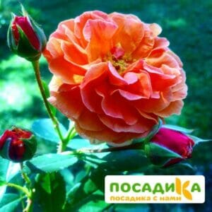 Роза Арабия купить по цене от 350.00р. в интернет-магазине «Посадика» с доставкой почтой в в Сусумане и по всей России – [изображение №1].