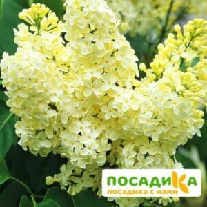 Сирень Примроуз (Primrose) купить по цене от 529.00р. в интернет-магазине «Посадика» с доставкой почтой в в Сусумане и по всей России – [изображение №1].