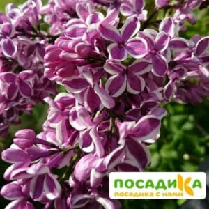 Сирень Сенсация купить по цене от 529.00р. в интернет-магазине «Посадика» с доставкой почтой в в Сусумане и по всей России – [изображение №1].