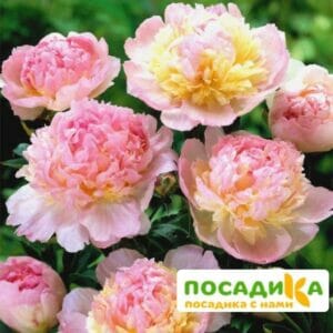 Пион Распберри Сандей (Paeonia Raspberry Sundae) купить по цене от 959р. в интернет-магазине «Посадика» с доставкой почтой в в Сусумане и по всей России – [изображение №1].