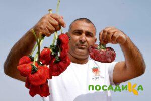 Клубника Гигант Джорнея купить по цене от 266р. в интернет-магазине «Посадика» с доставкой почтой в в Сусумане и по всей России – [изображение №1].