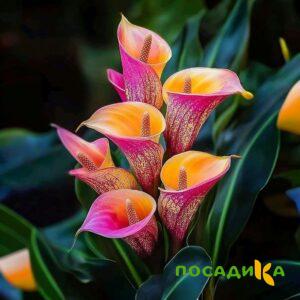 Калла Оникс купить по цене от 450р. в интернет-магазине «Посадика» с доставкой почтой в в Сусумане и по всей России – [изображение №1].