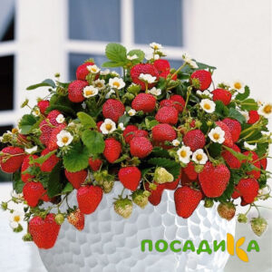 Клубника Рубиновый Шепот (горшечная) купить по цене от 240р. в интернет-магазине «Посадика» с доставкой почтой в в Сусумане и по всей России – [изображение №1].