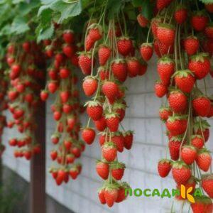 Клубника вьющаяся Комплимент купить по цене от 470р. в интернет-магазине «Посадика» с доставкой почтой в в Сусумане и по всей России – [изображение №1].