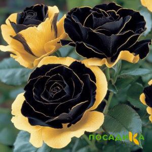 Роза Ханни Сикл купить по цене от 700р. в интернет-магазине «Посадика» с доставкой почтой в в Сусумане и по всей России – [изображение №1].