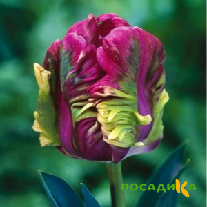 Тюльпан Экзотик Хэвен купить по цене от 186р. в интернет-магазине «Посадика» с доставкой почтой в в Сусумане и по всей России – [изображение №1].