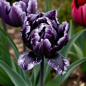 Тюльпан Индиго купить по цене от 600р. в интернет-магазине «Посадика» с доставкой почтой в в Сусумане и по всей России – [изображение №1].