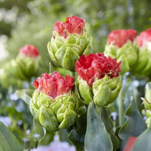 Тюльпан Бычий Глаз купить по цене от 275р. в интернет-магазине «Посадика» с доставкой почтой в в Сусумане и по всей России – [изображение №1].