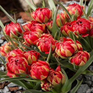 Тюльпан Ап Пинк купить по цене от 390р. в интернет-магазине «Посадика» с доставкой почтой в в Сусумане и по всей России – [изображение №1].