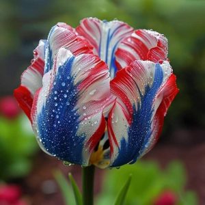 Тюльпан Ремс Сенсейшн купить по цене от 219р. в интернет-магазине «Посадика» с доставкой почтой в в Сусумане и по всей России – [изображение №1].