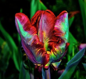 Тюльпан Эирпрайз купить по цене от 270р. в интернет-магазине «Посадика» с доставкой почтой в в Сусумане и по всей России – [изображение №1].