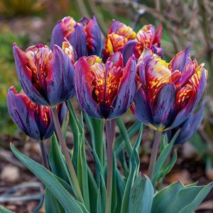 Тюльпан Опал Дрим купить по цене от 207р. в интернет-магазине «Посадика» с доставкой почтой в в Сусумане и по всей России – [изображение №1].