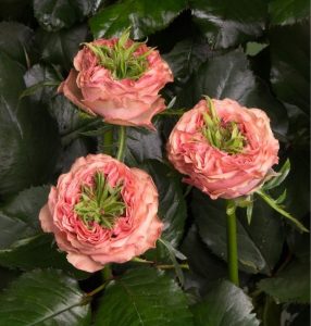 Роза Амбер Инчант купить по цене от 495р. в интернет-магазине «Посадика» с доставкой почтой в в Сусумане и по всей России – [изображение №1].