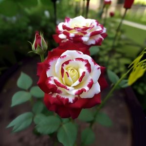 Роза Роял Глом купить по цене от 401р. в интернет-магазине «Посадика» с доставкой почтой в в Сусумане и по всей России – [изображение №1].