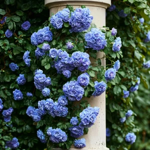 Роза плетистая Блю Перпл купить по цене от 540р. в интернет-магазине «Посадика» с доставкой почтой в в Сусумане и по всей России – [изображение №1].